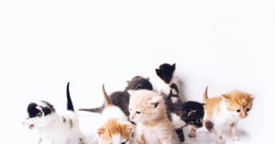 USG w weterynarii – nowoczesna diagnostyka dla zwierząt